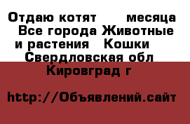 Отдаю котят. 1,5 месяца - Все города Животные и растения » Кошки   . Свердловская обл.,Кировград г.